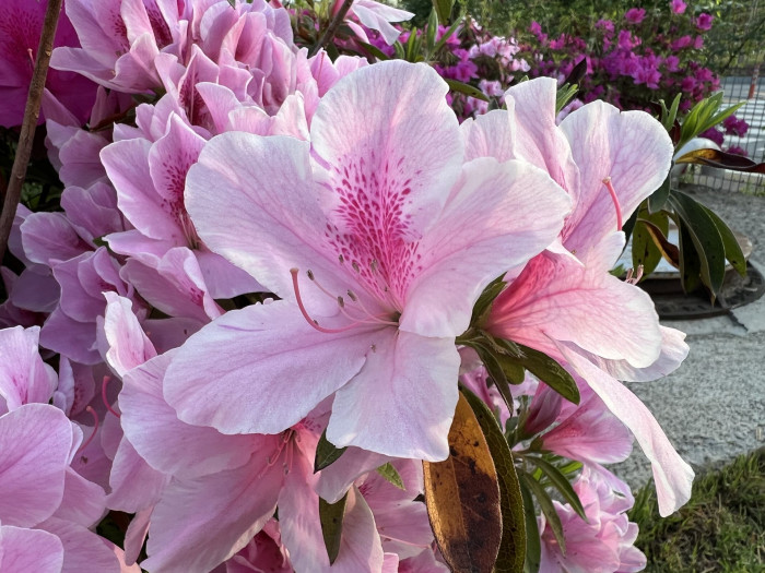 철쭉 - Deciduous Azalea, Rhododendron schlippenbachii Maxim.