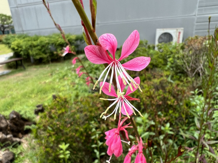 바늘꽃 - ㅈㅜㄹ기의 트깆, Epilobium pyrricholophum Franch. & Sav.