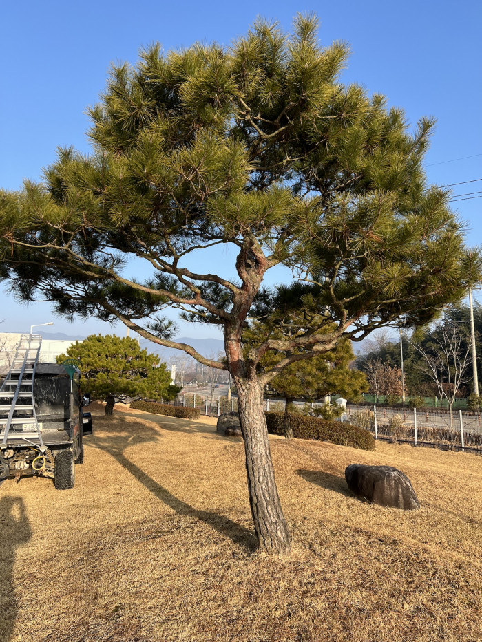 소나무 - Pinus Densiflora