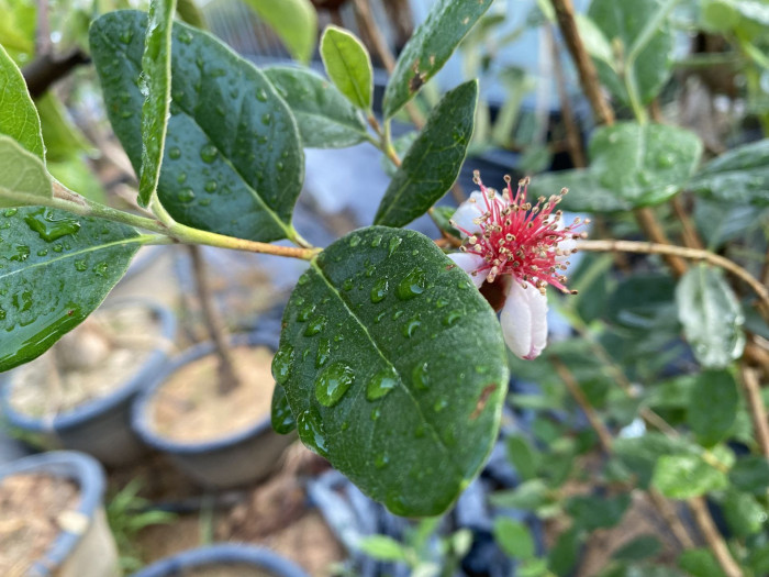 페이조아 - Feijoa, Feijoa sellowiana o.berg
