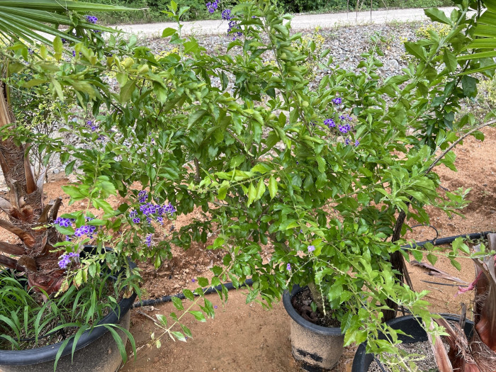 듀란타 - Duranta repens, Duranta erecta L