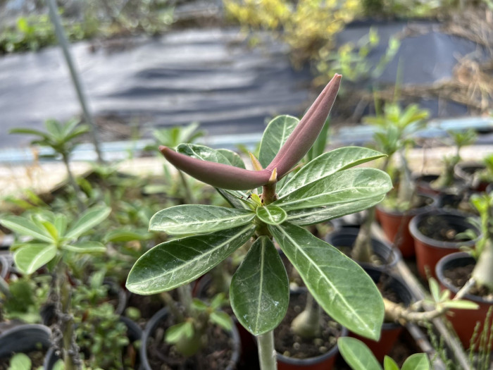 석화 - Adenium obesm, Adenium