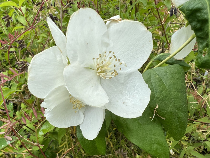 고광나무 - Korean mock orange, Philadelphus schrenkii Rupr. var. schrenkii