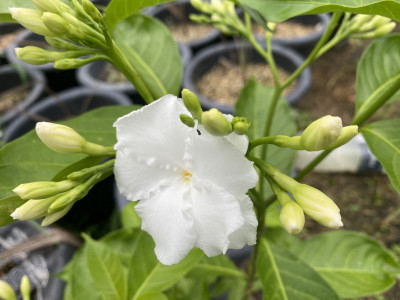크레이프 자스민 사진 - Tabernaemontana divaricata Photos