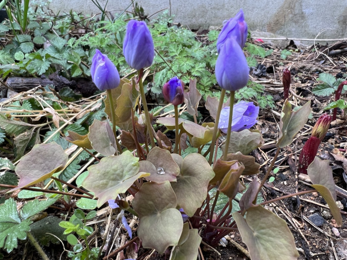 깽깽이풀 - Jeffersonia dubia