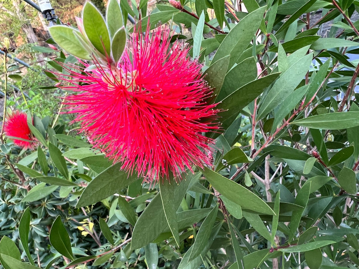 병솔나무 - Bottlebrush, Callistemon lanceolatus