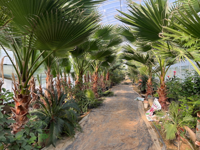 워싱턴야자 - Washingtonia Filifera