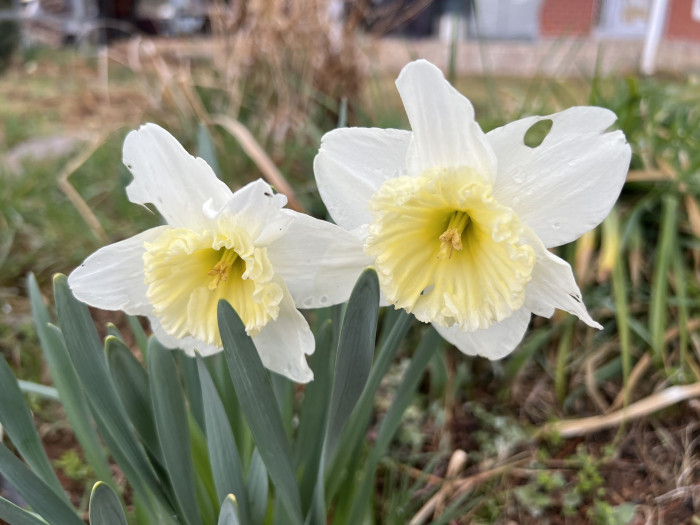 수선화 - daffodil, Narcissus tazetta var. chinensis