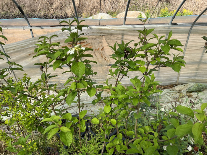 라나스덜꿩나무 - Japanese snowball, Viburnum plicatum f.tomentosum 