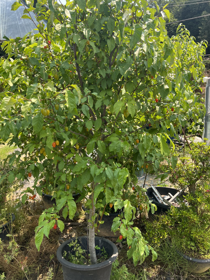 왕보리수나무 - Elaeagnus Umbellata