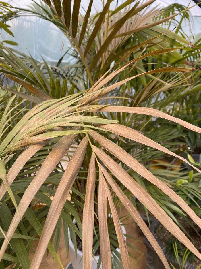 아레카야자 - Areca palm, golden cane palm, Yellow palm, Butterfly palm, Dypsis lutescens