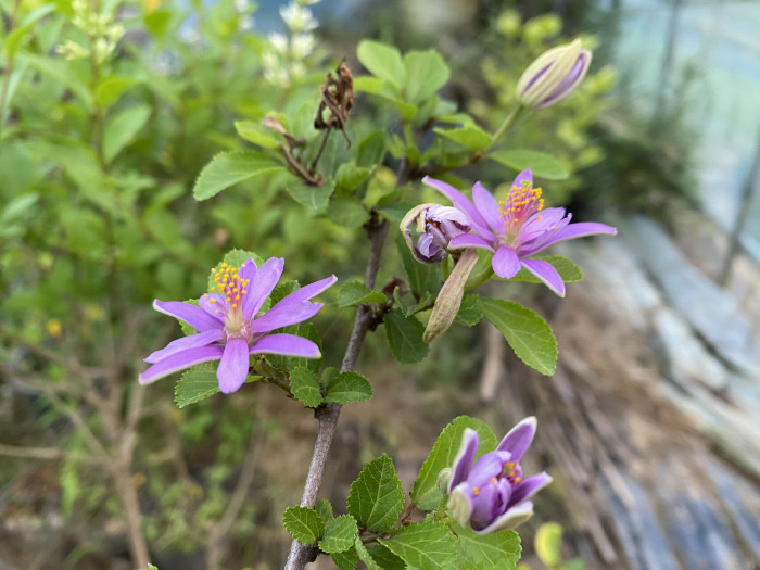 수련목 - Lavender Starflower, crossberry, Grewia occidentalis