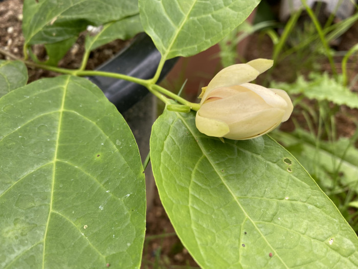 자주받침꽃 - Calycanthus fertilis
