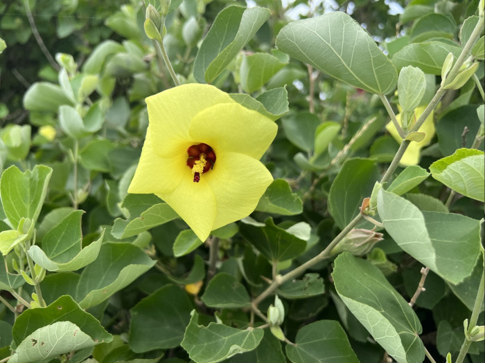 황근 - Hibiscus hamabo Siebold & Zucc.