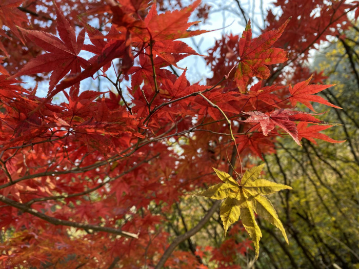 단풍나무 - Acer palmatum Thunb. ex Murray, Acer palmatum Thunb. ex Murray