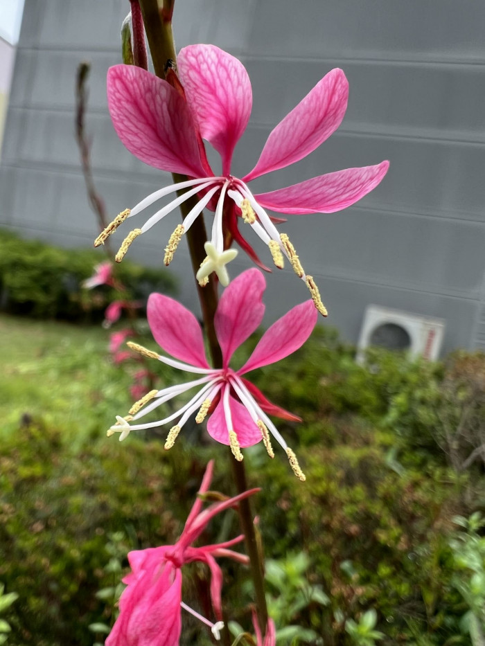 바늘꽃 - ㅈㅜㄹ기의 트깆, Epilobium pyrricholophum Franch. & Sav.