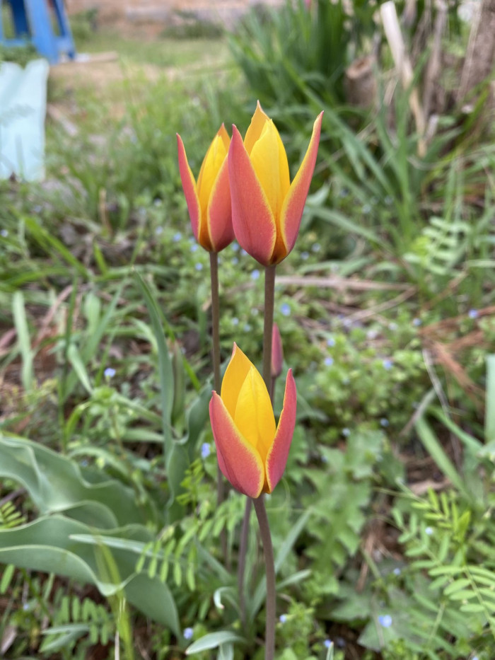 튤립 - Tulip, Tulipa gesneriana