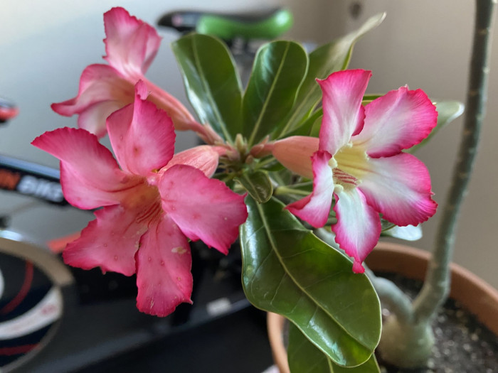 석화 - Adenium obesm, Adenium