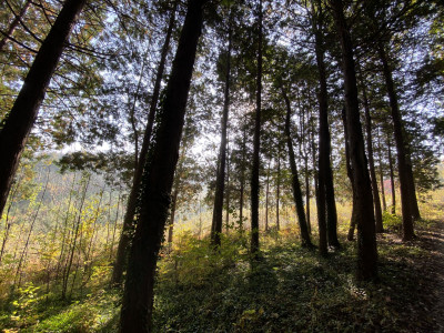 편백 사진 - Chamaecyparis obtusa (Siebold & Zucc.) Endl. Photos