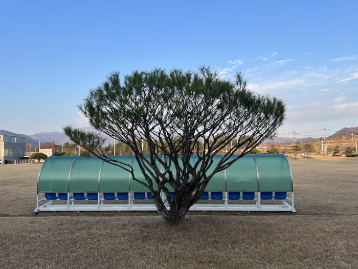 반송 - Pinus densiflora for. multicaulis Uyeki