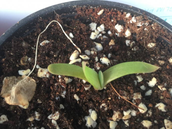 알로에 폴리필라 - Spiral Aloe, Aloe polyphylla