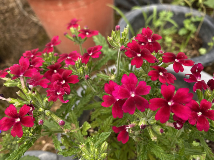 버베나 - Verbena, Garden verbena, Verbena hybrida