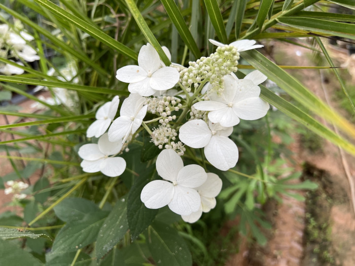 나무수국 - 스노우볼, Hydrangea paniculata Siebold for. paniculata