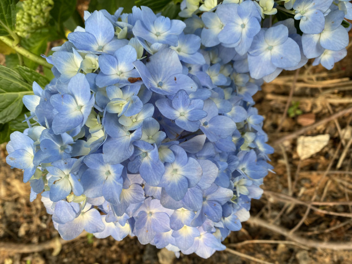 수국 - Hydrangea, Hydrangea macrophylla (Thunb.) Ser. for. otaksa (Siebold & Zucc.) E. H. Wilson