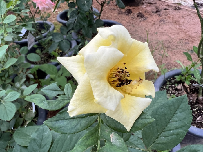 장미 - Rose, Rosa hybrida