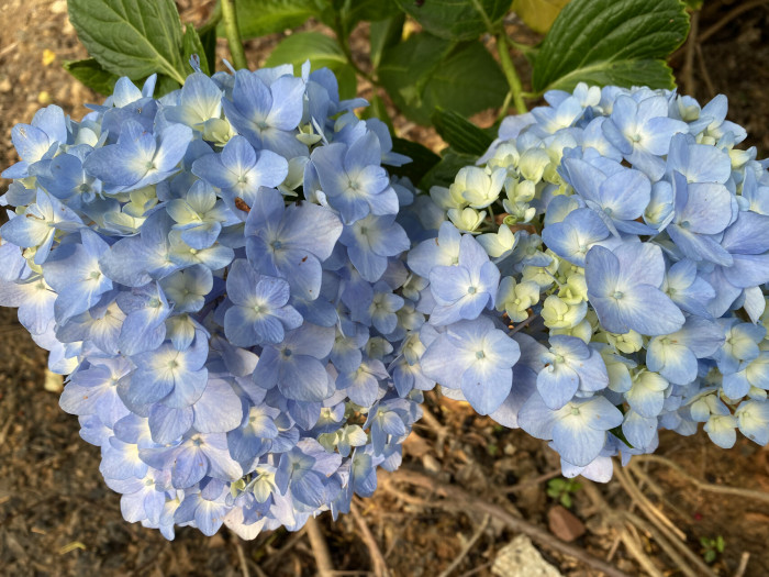 수국 - Hydrangea, Hydrangea macrophylla (Thunb.) Ser. for. otaksa (Siebold & Zucc.) E. H. Wilson