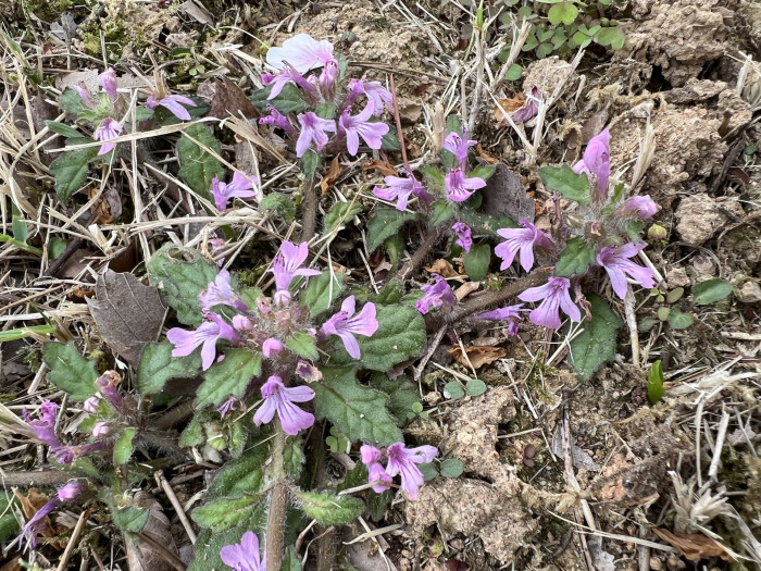 금창초 - Ajuga decumbens Thunb.