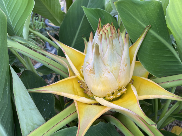 황금연꽃바나나 - Chinese yellow banana, Chinese dwarf banana, Golden lotus banana, Ensete lasiocarpum, Musella lasiocarpa