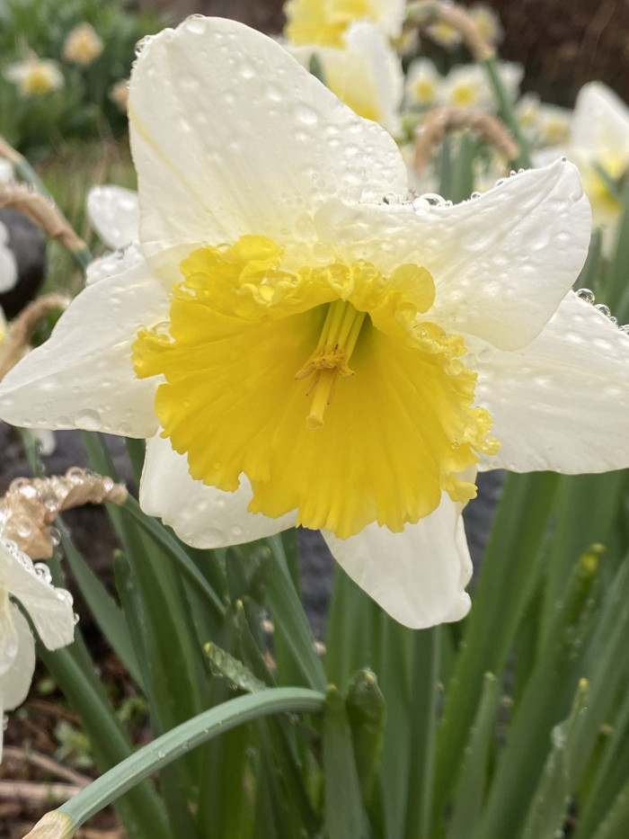 수선화 - daffodil, Narcissus tazetta var. chinensis