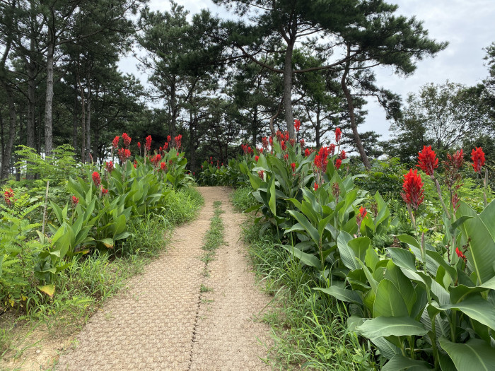 칸나 - Canna lily, Canna spp