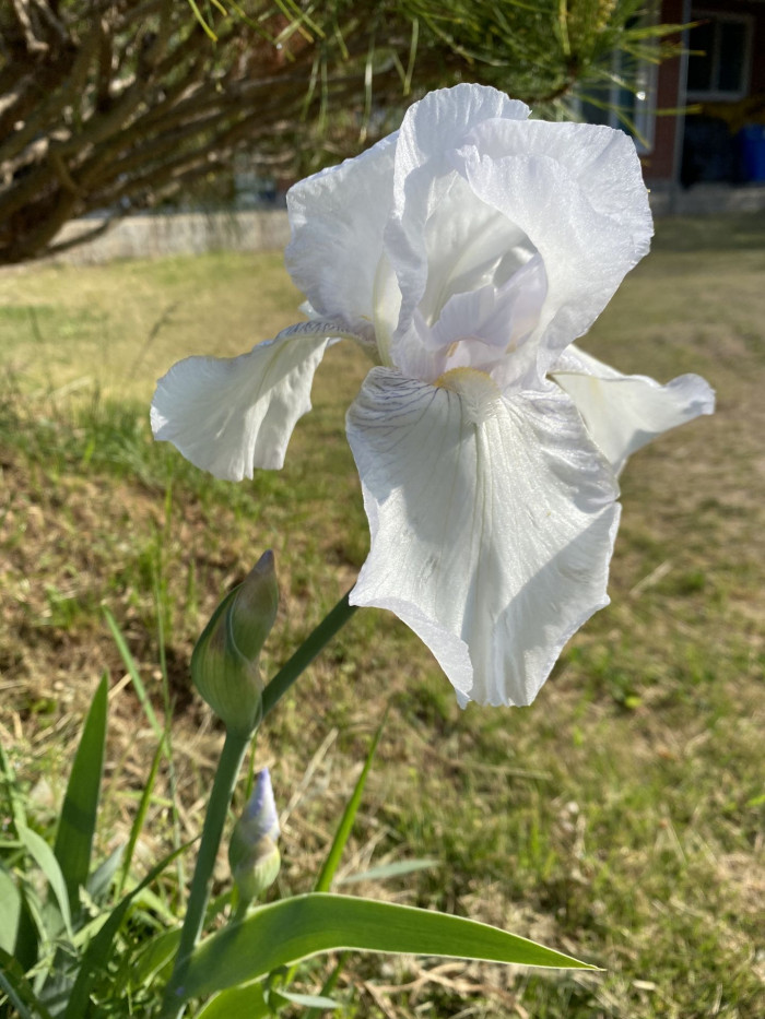 독일붓꽃 - German iris, Iris germanica L.
