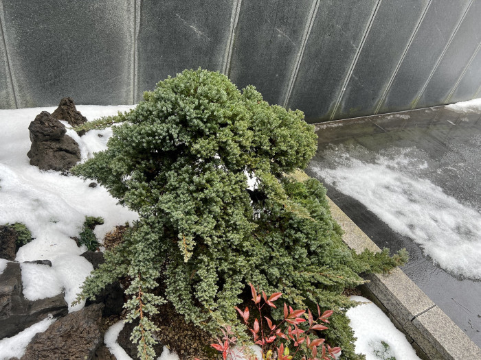 눈향나무 - Juniperus Chinensis
