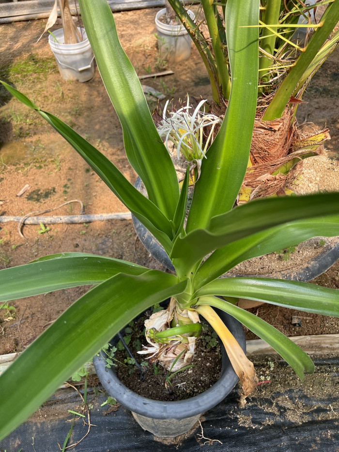 문주란 - poison bulb, giant crinum lily, grand crinum lily, spider lily, Crinum asiaticum var. japonicum Baker