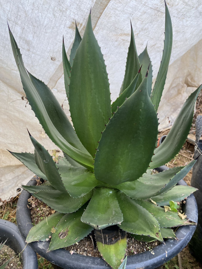 아가베 보비코르누타 - Agave bovicornuta