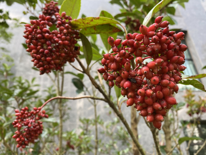 아왜나무 - Japanese Viburnum, Viburnum odoratissimum Ker Gawl. var. awabuki (K. Koch) Zabel ex Rumpler
