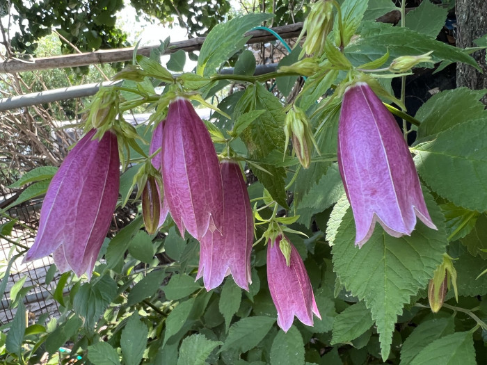 섬초롱꽃 - Campanula takesimana