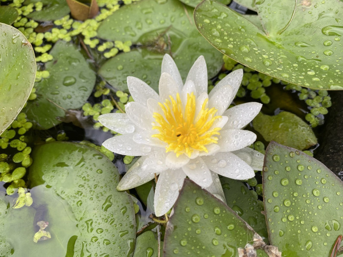 수련 - Nymphaea tetragona var. angusta