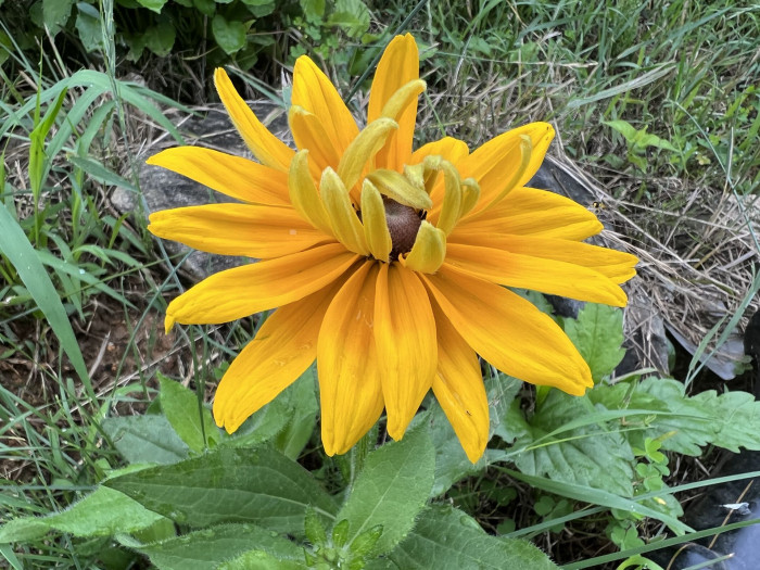 천인국 - Indian blanket, Gaillardia pulchella Foug.