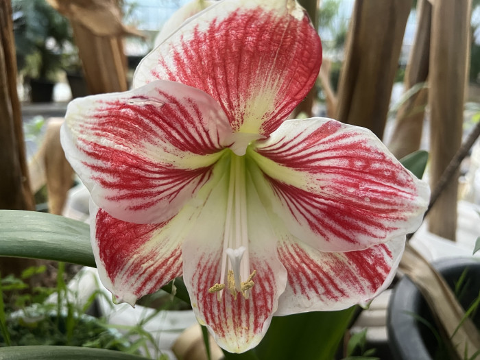 아마릴리스 - amaryllis, Hippeastrum puniceum (Lam.) Voss