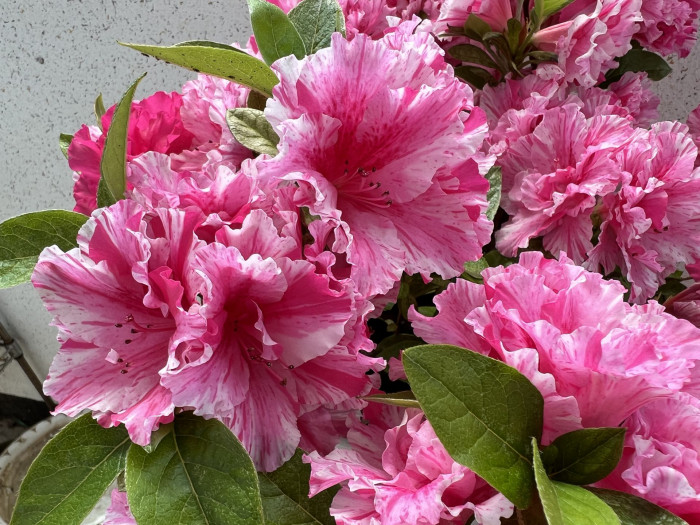 철쭉 - Deciduous Azalea, Rhododendron schlippenbachii Maxim.