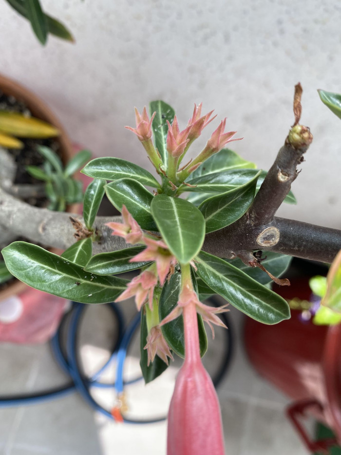 석화 - Adenium obesm, Adenium