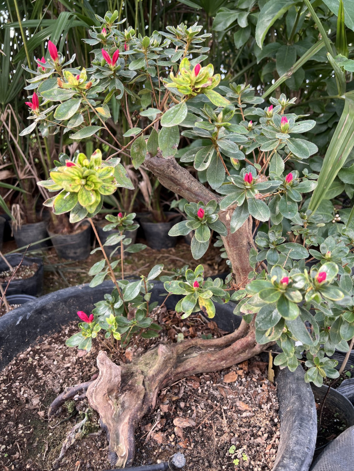 철쭉 - Rhododendron Schlippenbachii