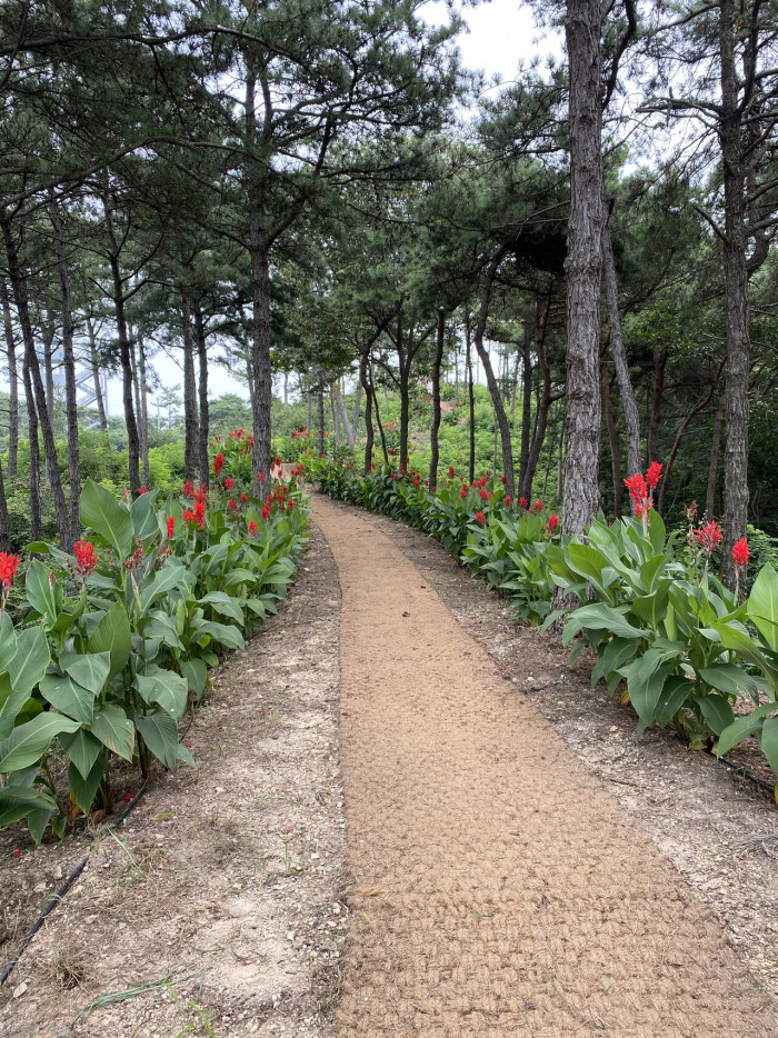 칸나 - Canna lily, Canna spp