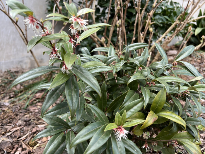 사르코코카 - Sarcococca Hookeriana