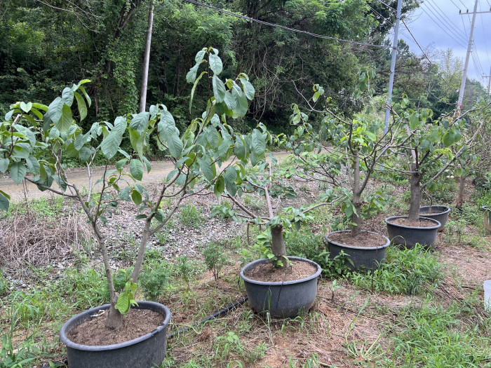 포포나무 - Sunflower pawpaw