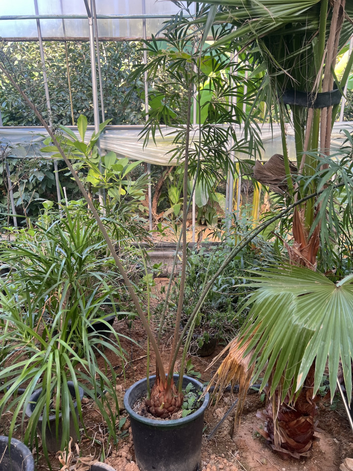 디바오소철 - Cycas Debaoensis